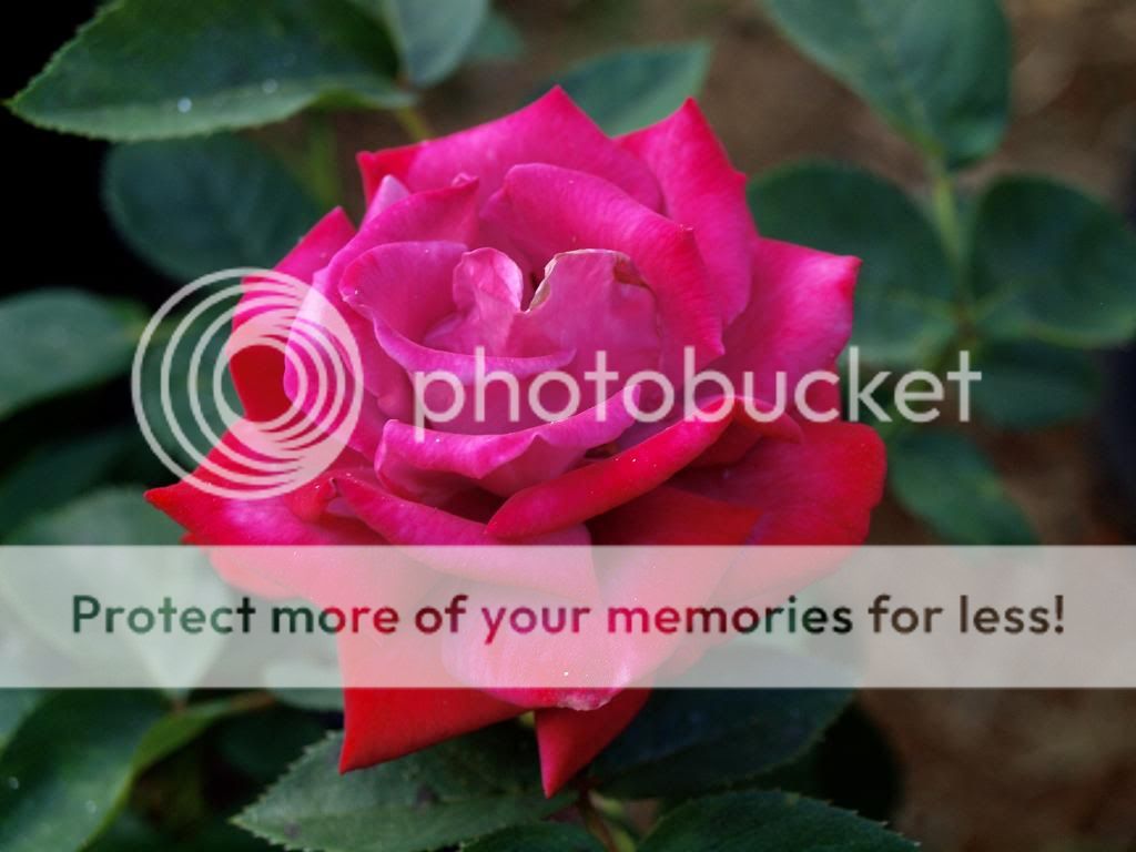  photo DrJohnDickman2.jpg