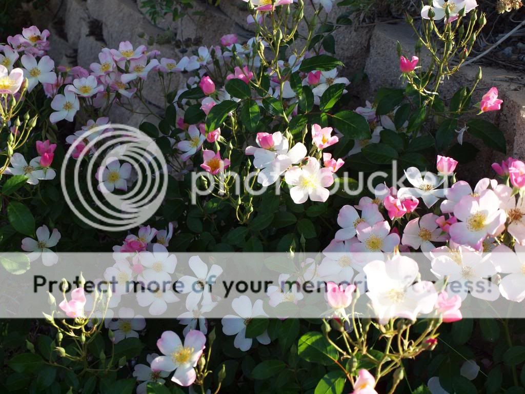 Lyda Rose photo LydaRose.jpg