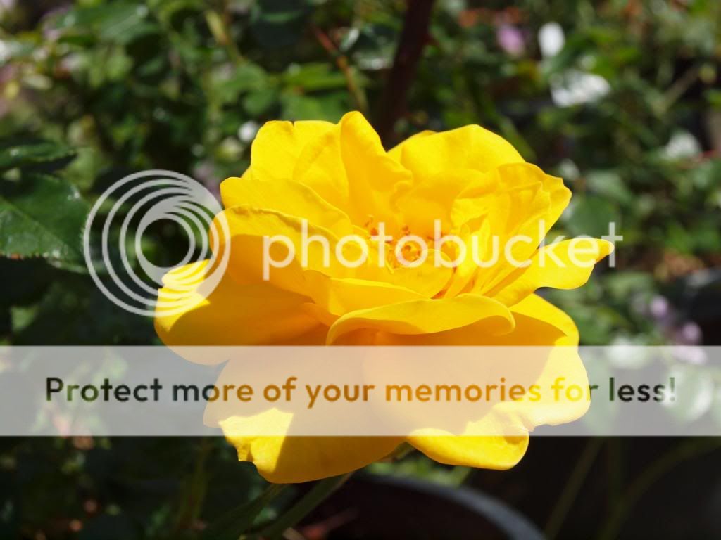  photo YellowJacket.jpg