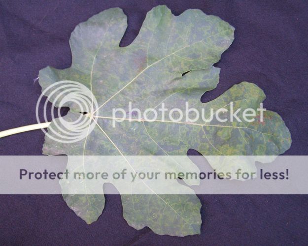 [Black_Mission_2-07_Encanto_zps8041aa51]