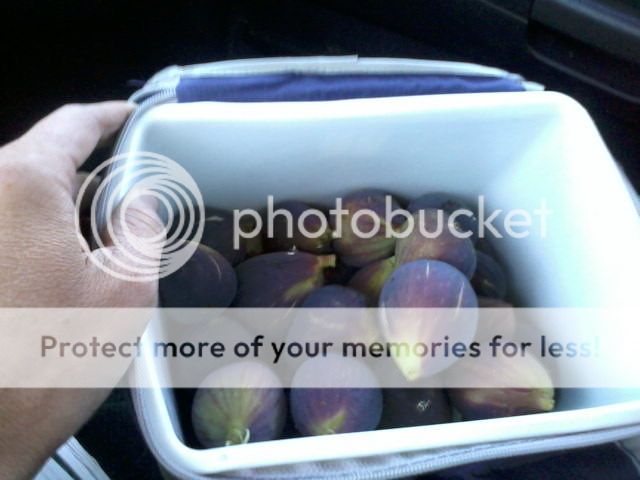 [FreshBTFigs_zpsd37f0df6]