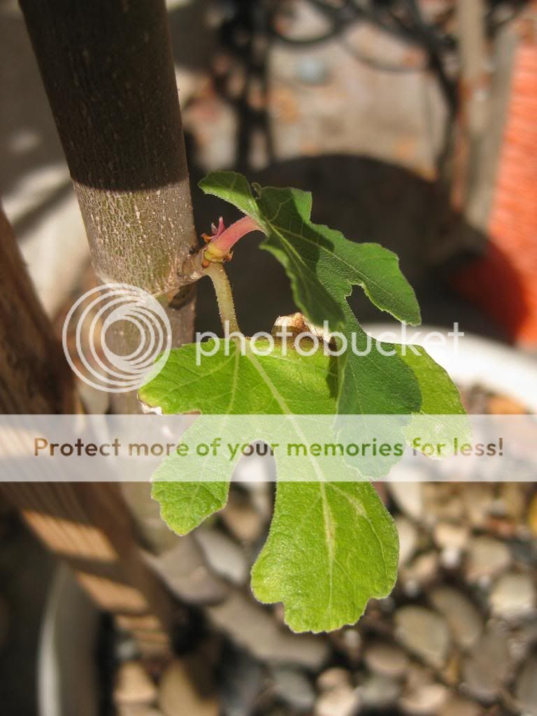 [IMG_0062_zps3e5f601e]