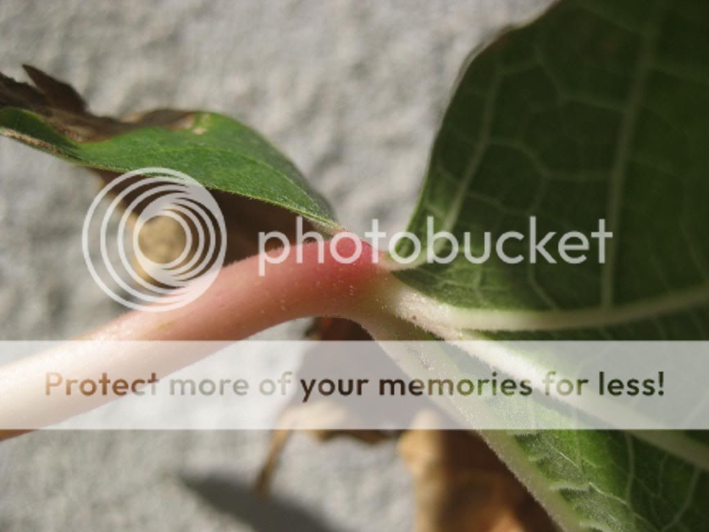 [IMG_0066_zps1205fff6]