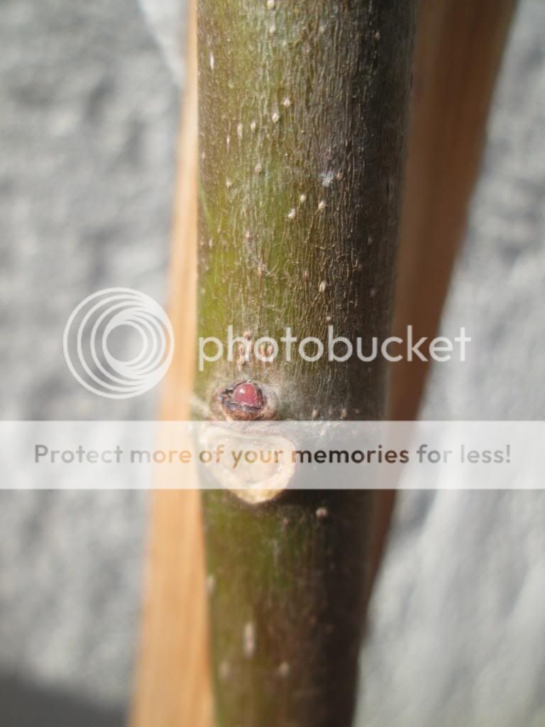 [IMG_2451_zpsac523b26]