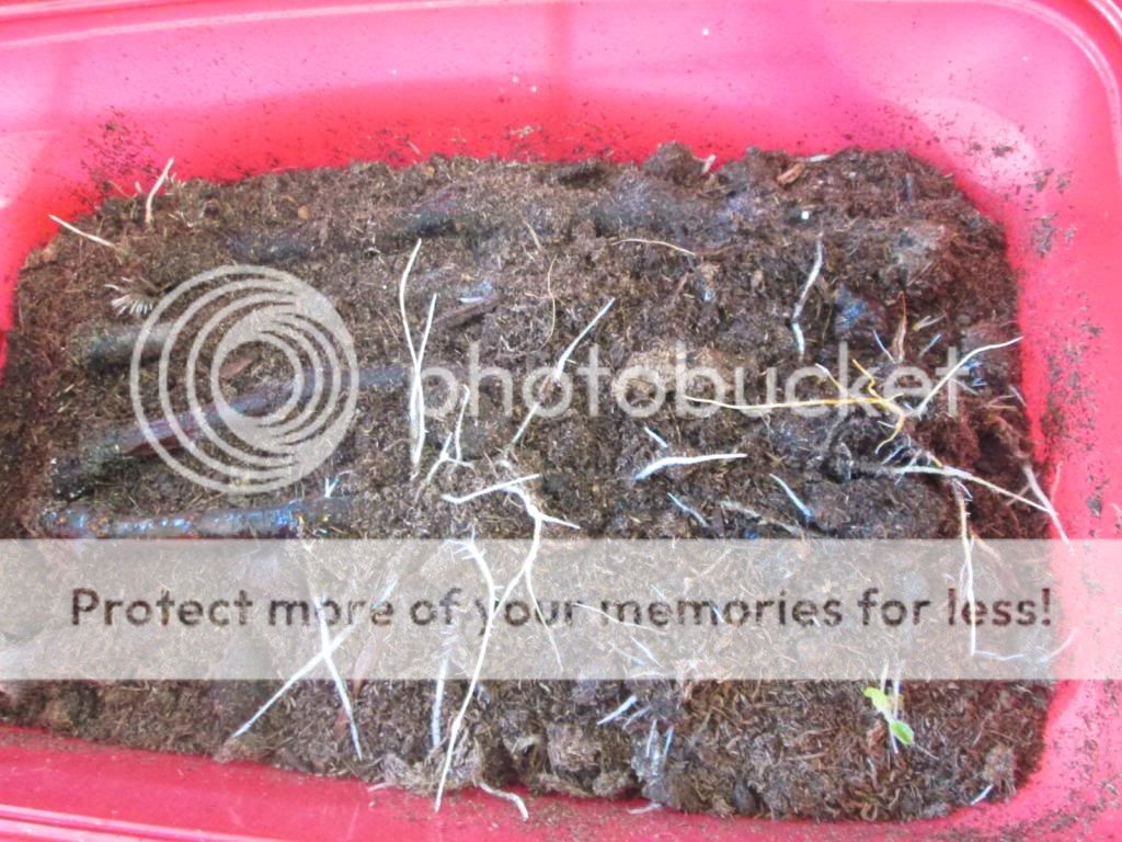 Brown Turkey rooting sphagnum peat moss 2 12122013 photo IMG_2905_zps93ca9436.jpg