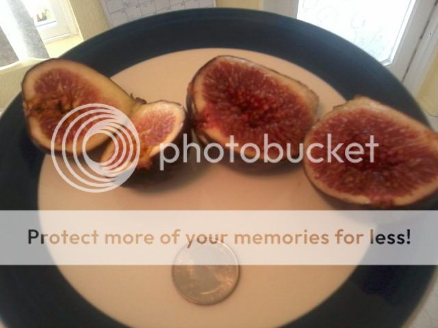 [Storevsfreshbrownturkey_zps065dfa90]