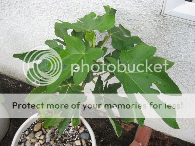 [brown_turkey_top_zpsdc39913b]