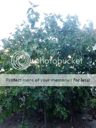 [brownturkeyfigAutoCorrect_zps523ddf8e]