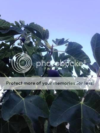 [brownturkeyfigsept201302AutoCorrect_zps10c9bbf9]