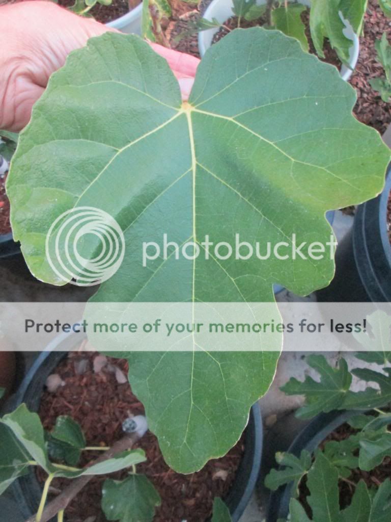  photo DaveysFigLeaf08172014_zps79dcd625.jpg