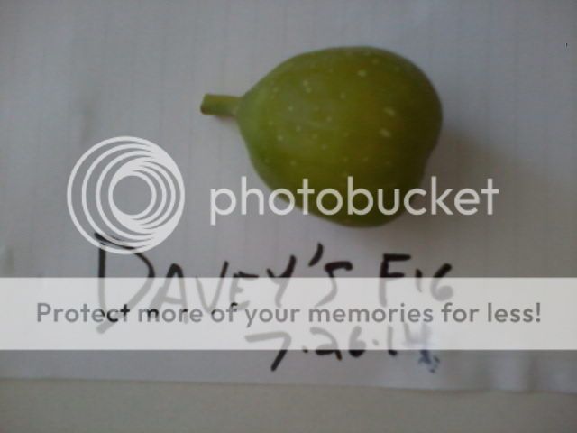  photo DaveysFiga07262014_zps1a7e6d7d.jpg