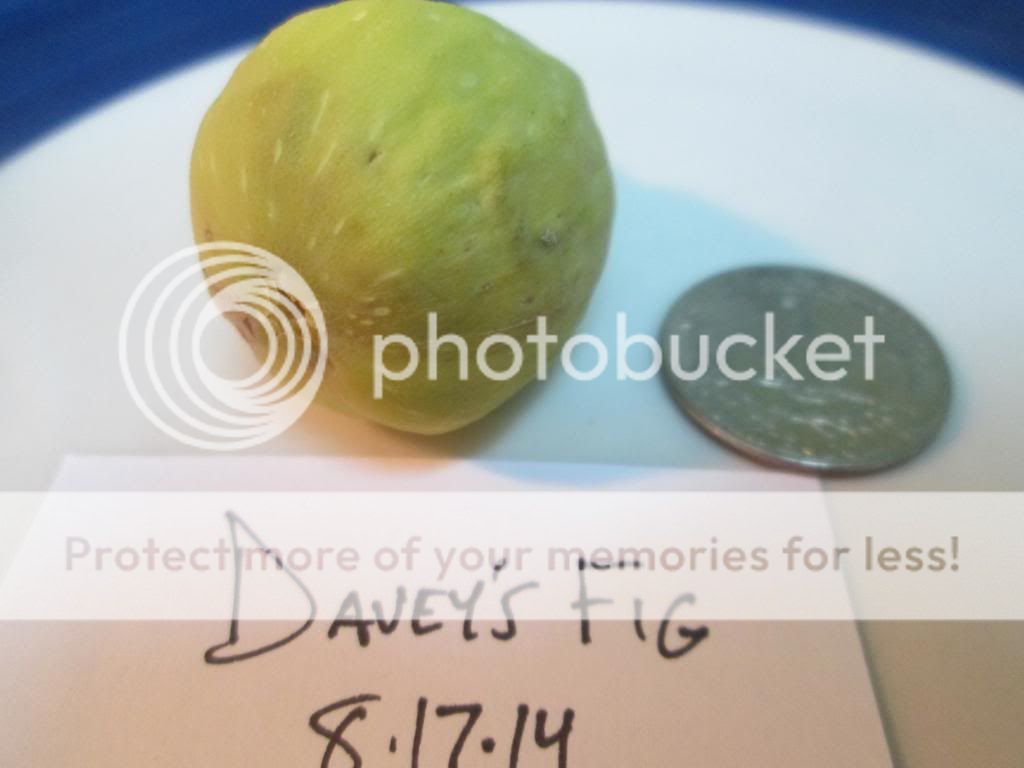  photo DaveysFigb08172014_zps54a58936.jpg