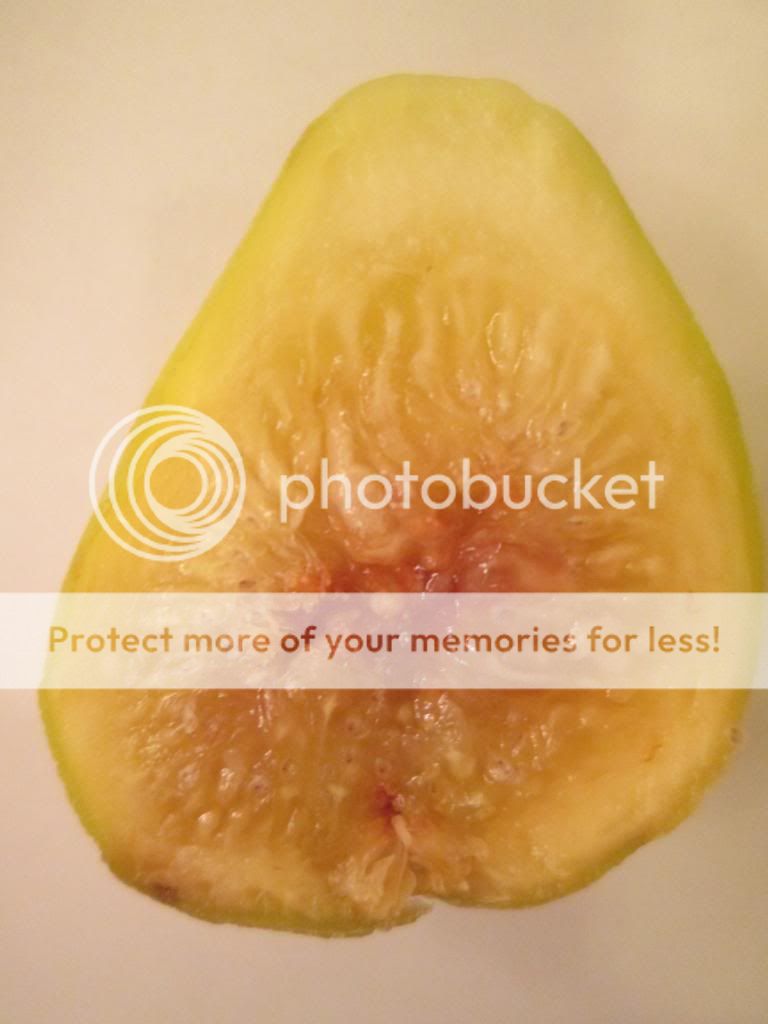  photo DaveysFigf08172014_zpse2218e9c.jpg