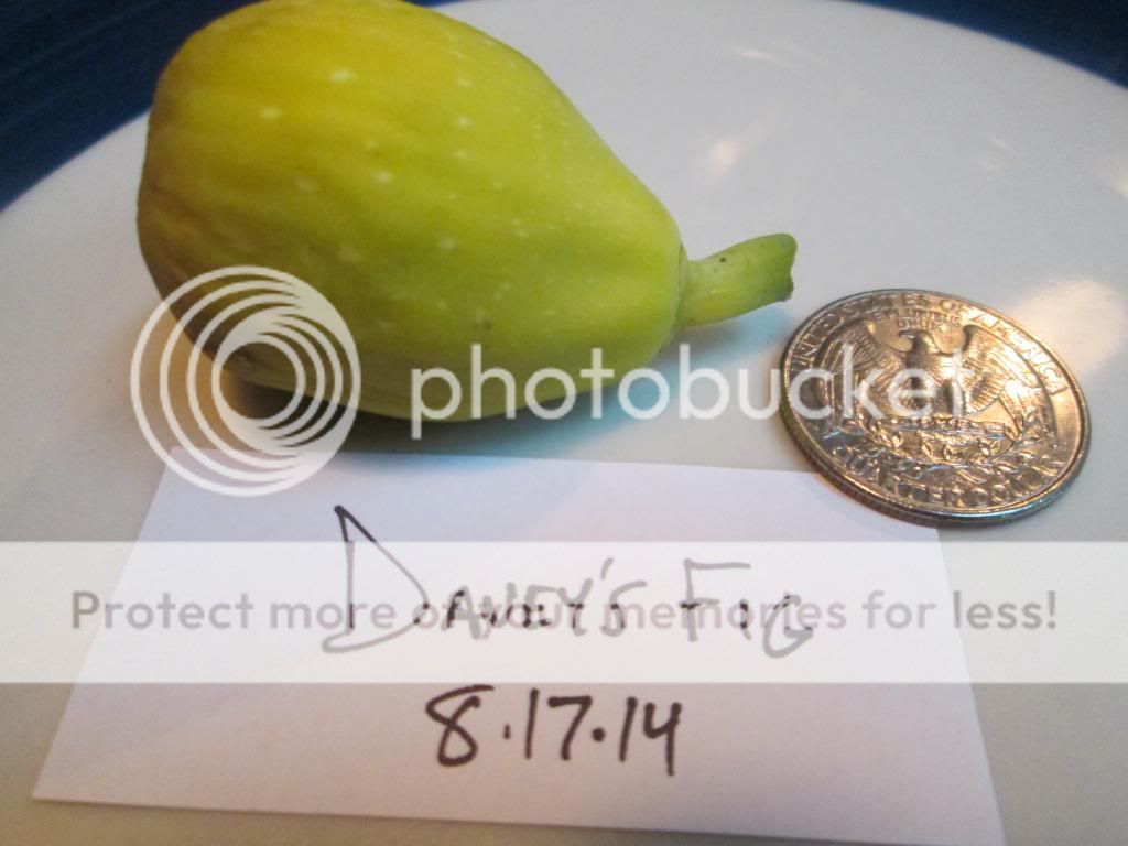  photo DaveysFigfruit08172014_zps32c382b9.jpg