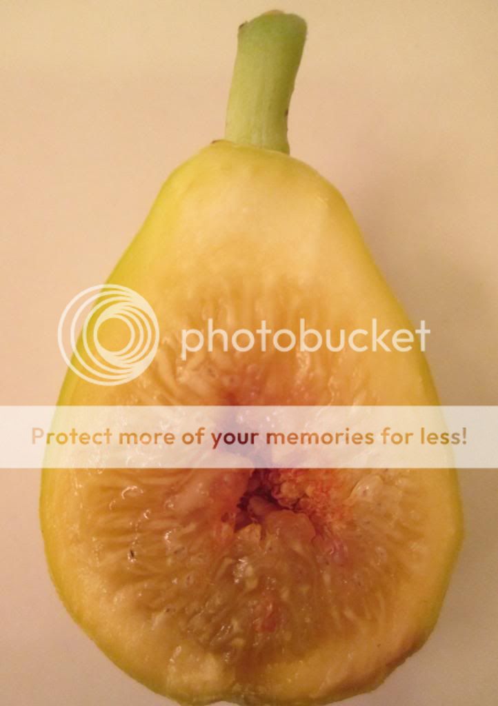  photo DaveysFigg08172014_zps442c3192.jpg