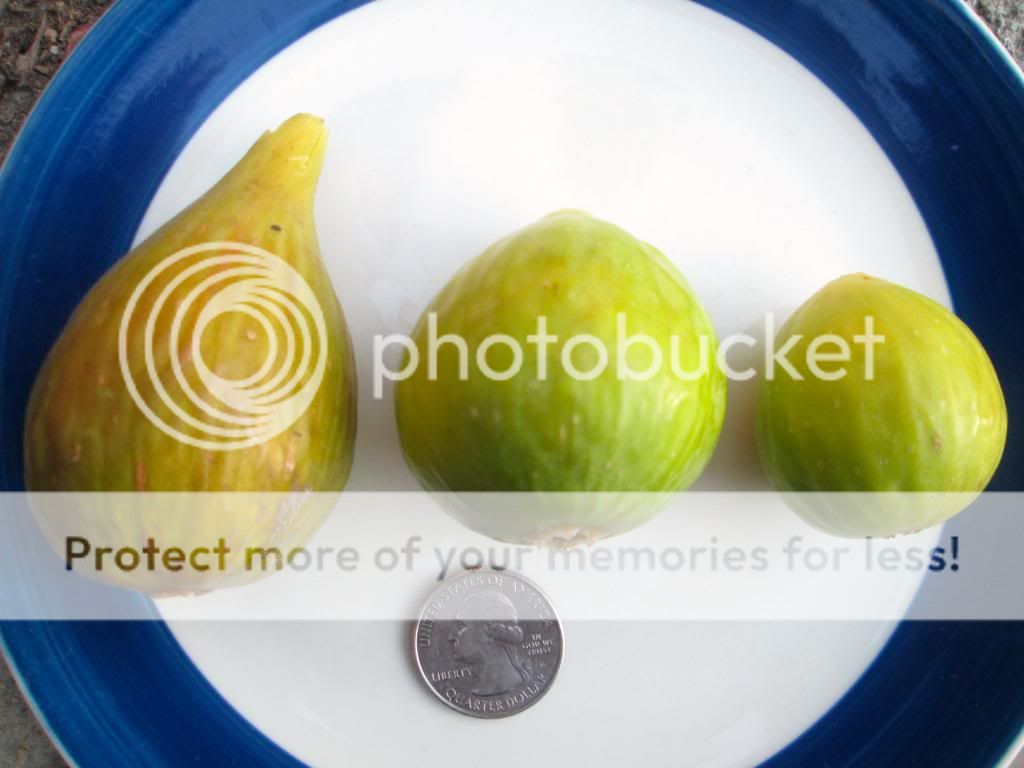  photo IMG_4220_zps64062cc0.jpg