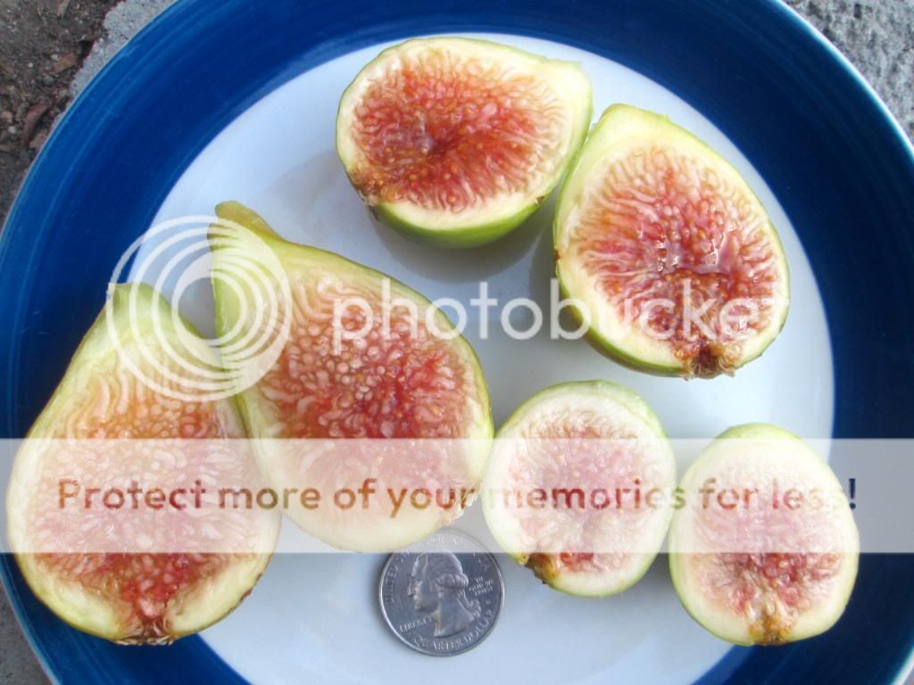  photo IMG_4223_zps051f7d66.jpg