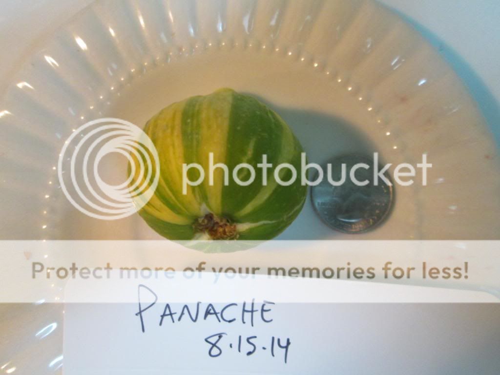 panache a photo panachea_zps6211be59.jpg