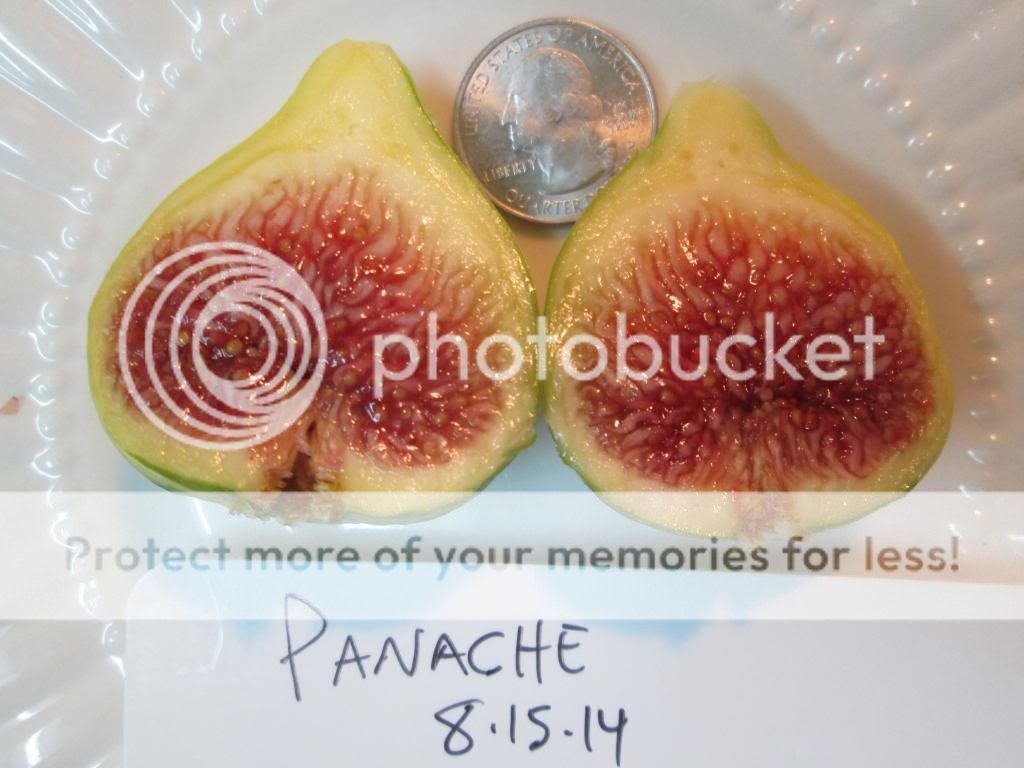 panache d photo panached_zpsafab9b87.jpg