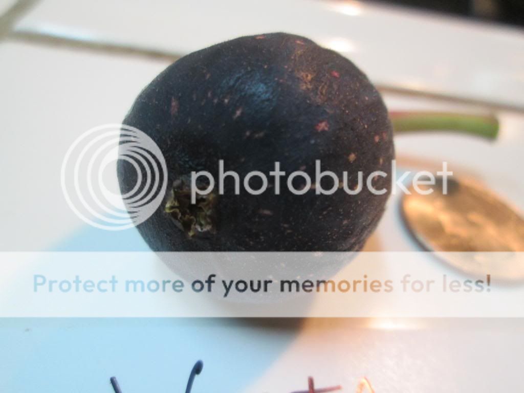 Vista Fig b photo vistab_zps8d4de7f9.jpg