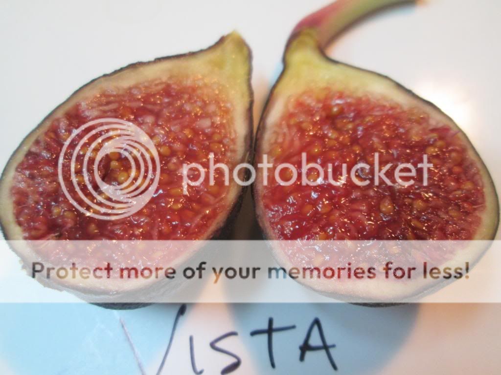 Vista Fig c photo vistae_zps12a910c1.jpg