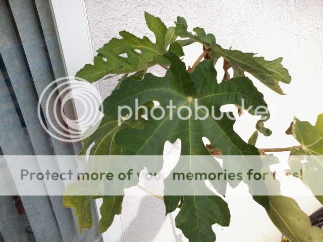 [Genoa_1_zpsbf6c13c6]