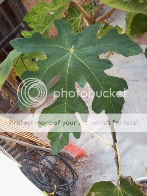 [Genoa_2_zpsf37a893b]