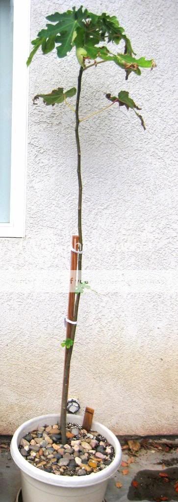 [Genoa_tall_zpsdc971539]