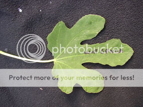 [White_Genoa_Encanto_02_zps29dc877d]