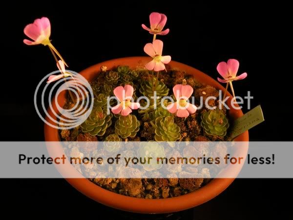 Carnivorous Plants Italia View Topic Faunista